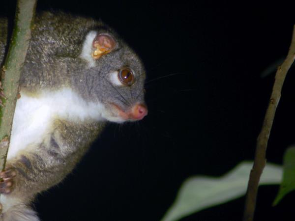 Australia wildlife vacation with Tasmania