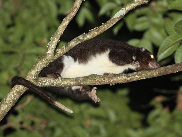 Australia wildlife vacation with Tasmania