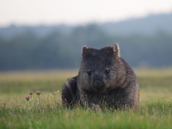 Australia wildlife vacation with Tasmania