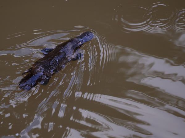Australia wildlife vacation with Tasmania