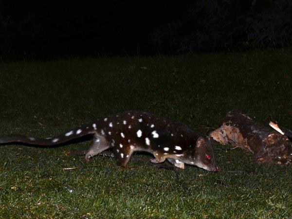 Australia wildlife vacation with Tasmania