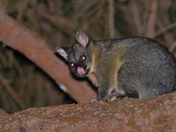 Australia wildlife vacation with Tasmania