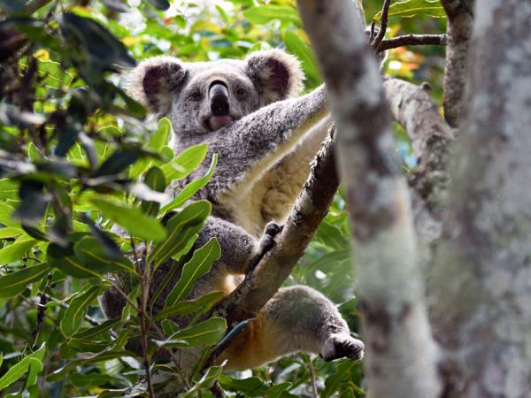 Australia wildlife vacation with Tasmania