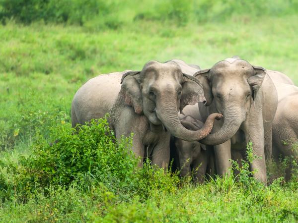 Thailand for families vacation