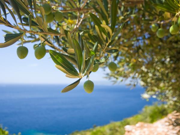 Istria holiday, food & activities