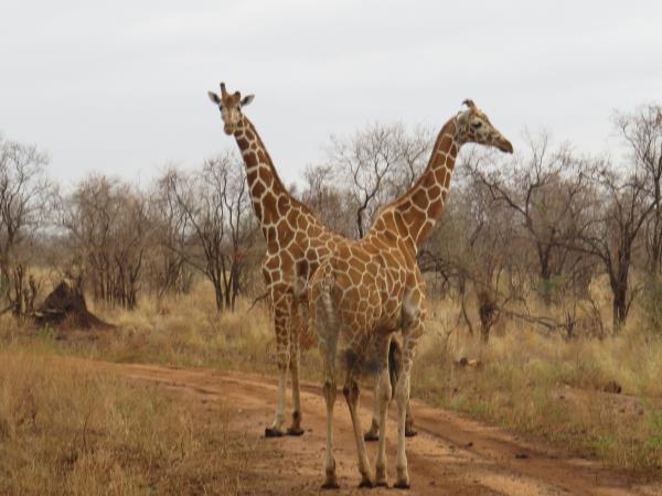 Kenya fly in safari vacation