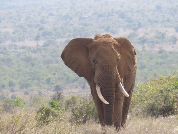 Kenya fly in safari vacation