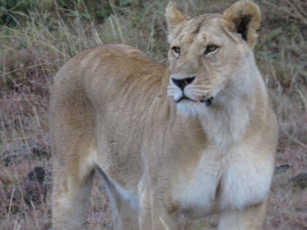 Kenya fly in safari vacation