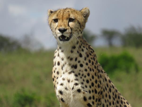 Kenya fly in safari vacation