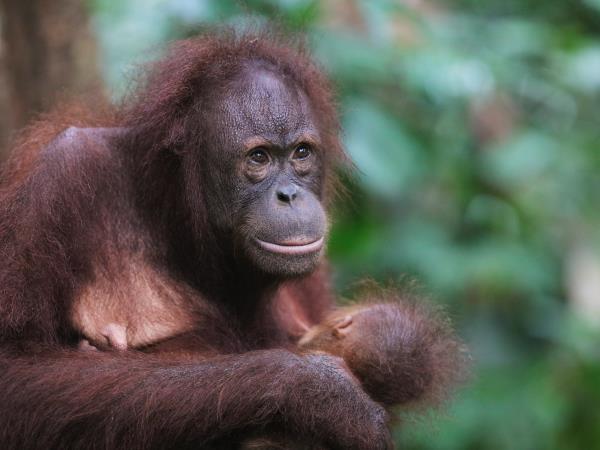 Borneo culture, nature & wildlife tour