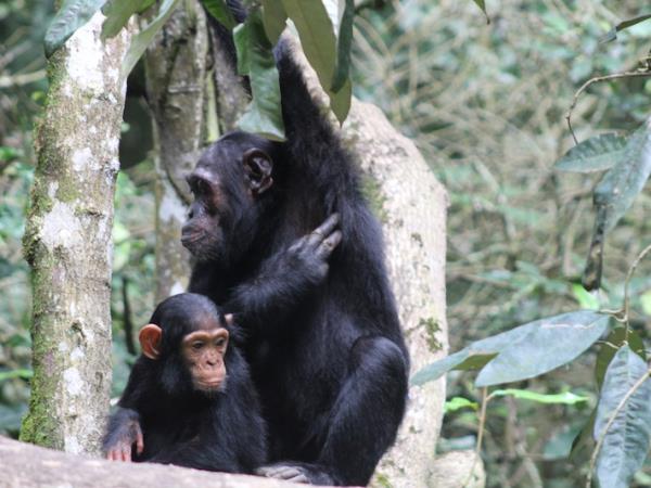 Uganda wildlife and nature vacation