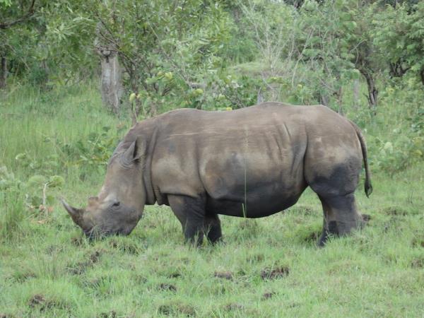 Uganda wildlife and nature vacation