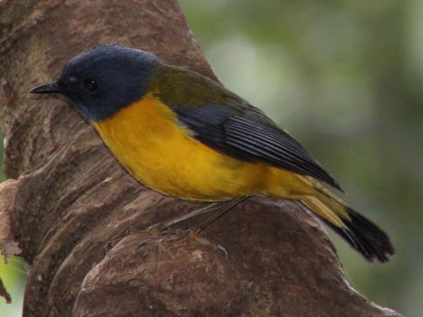 Uganda bird watching vacation with primate trek