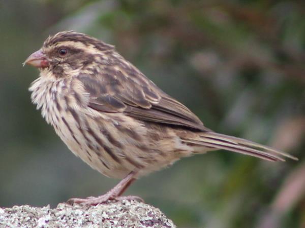 Uganda bird watching vacation with primate trek
