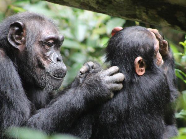 Uganda bird watching vacation with primate trek