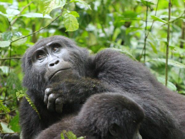 Uganda bird watching vacation with primate trek