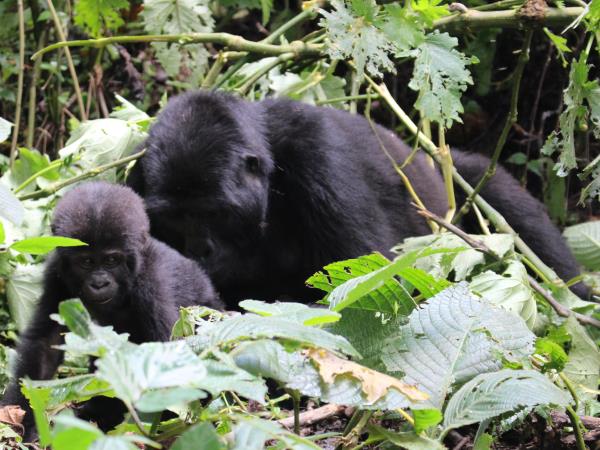 Gorilla and chimp trekking vacation in Uganda