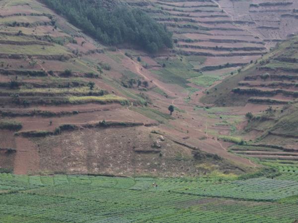 Gorilla and chimp trekking vacation in Uganda