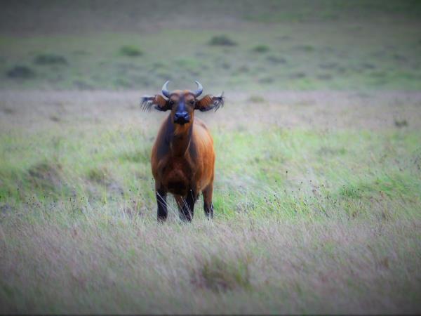 Cameroon small group safari vacation