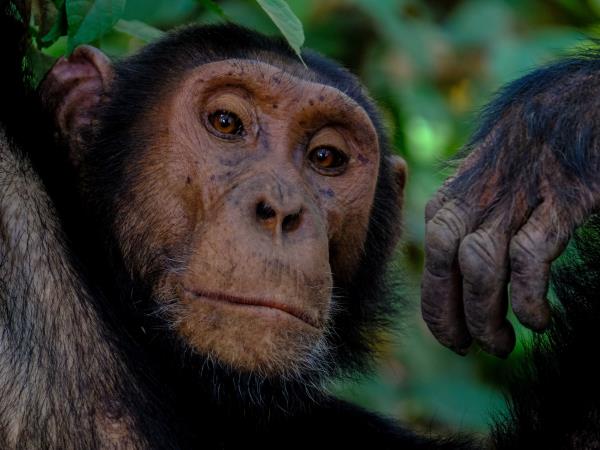 Guinea wildlife tour