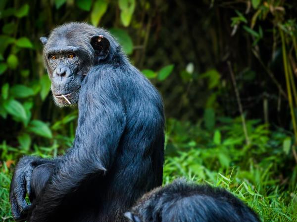 Guinea wildlife tour