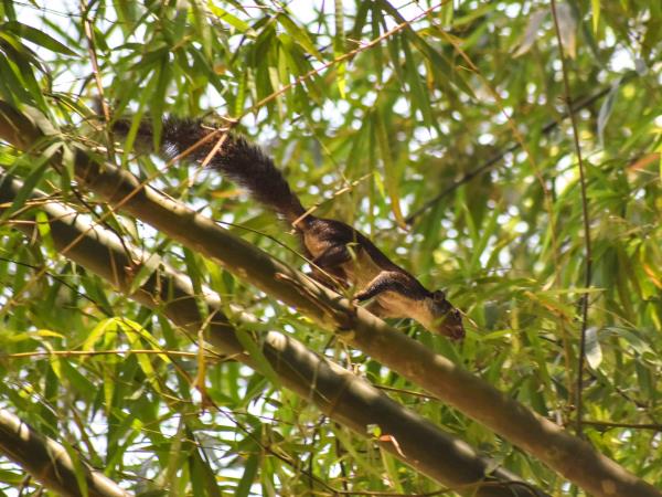 Guinea wildlife tour
