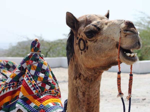 Gujarat 14 day tour in India