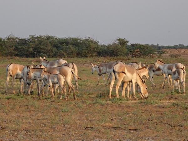 Gujarat 14 day tour in India
