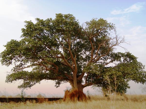 West Africa river cruise vacation