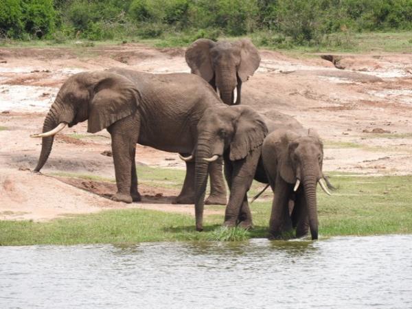 Uganda luxury safari and gorilla trek