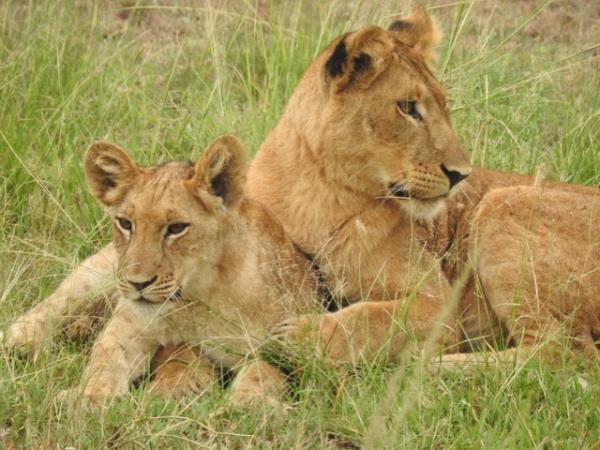 Uganda luxury safari and gorilla trek