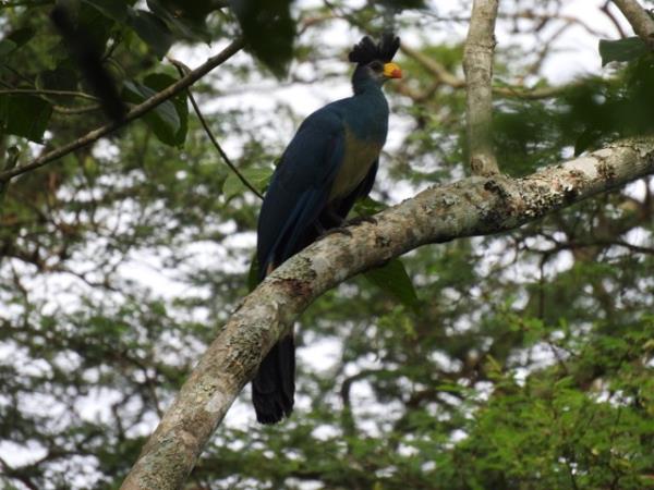 Uganda luxury safari and gorilla trek