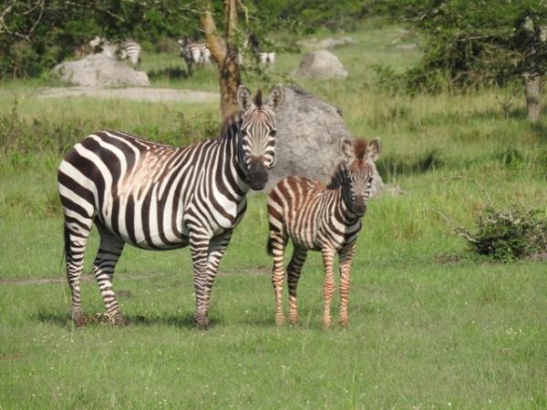 Uganda luxury safari and gorilla trek