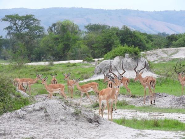 Uganda luxury safari and gorilla trek