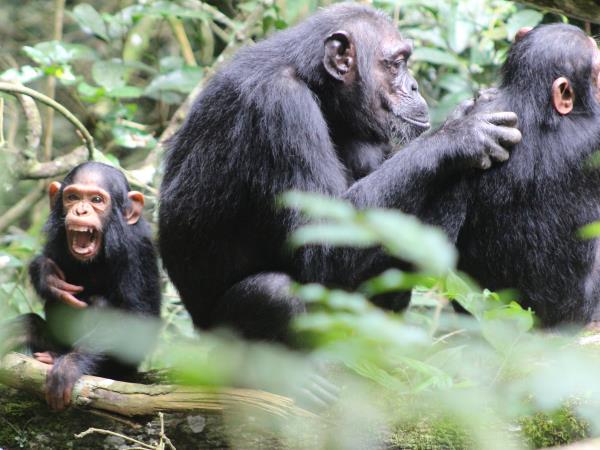 Rwanda bird watching vacation and gorilla trek