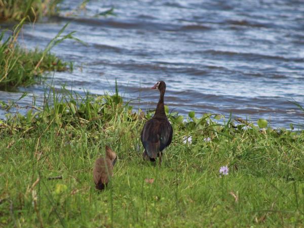 Rwanda bird watching vacation and gorilla trek