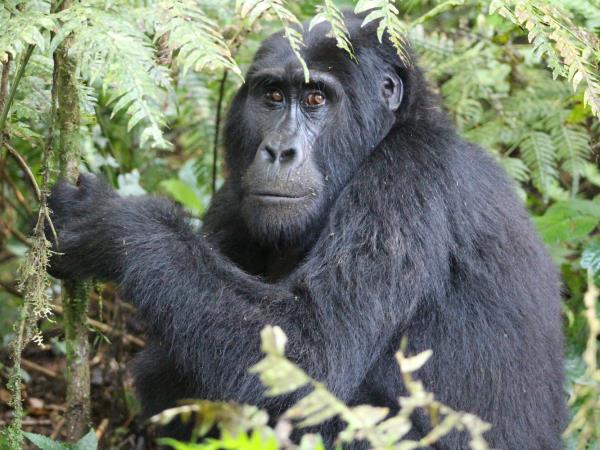 12 days best of Rwanda safari (shell)