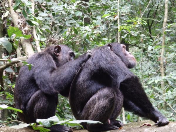 Rwanda primate vacation, 6 days