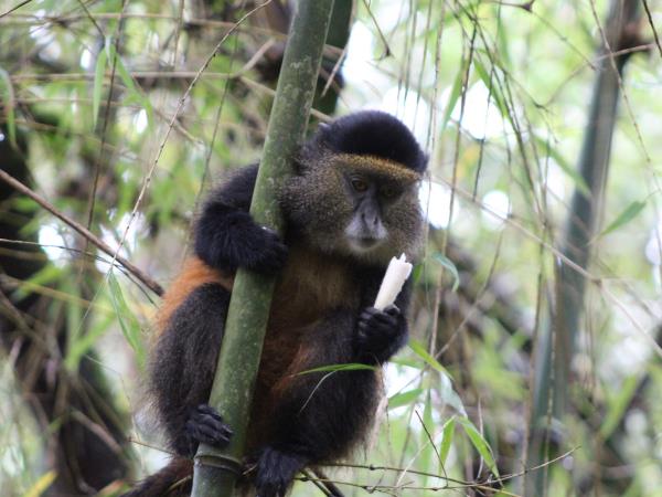 Rwanda primate vacation, 6 days