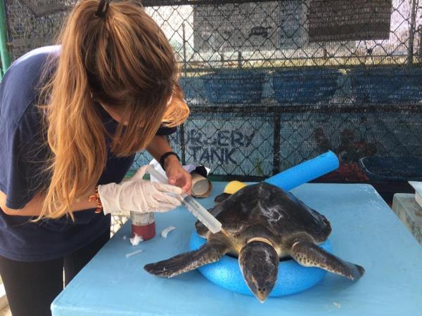 Turtle conservation in the Maldives