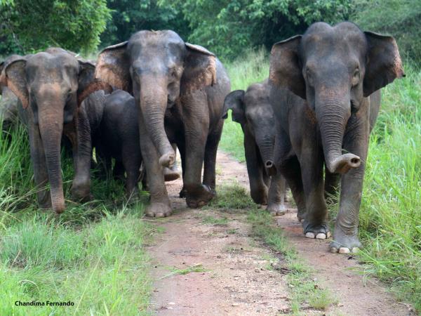 Sri Lanka elephant conservation vacation