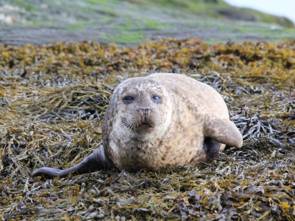 Inner Hebrides wildlife cruise