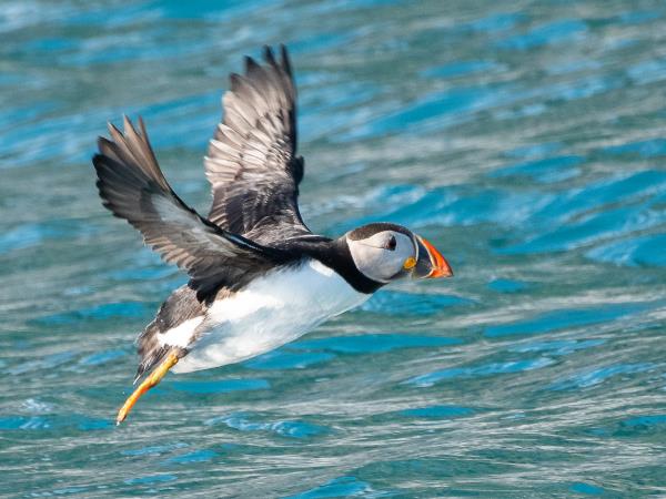 Scotland private charter sailing vacations