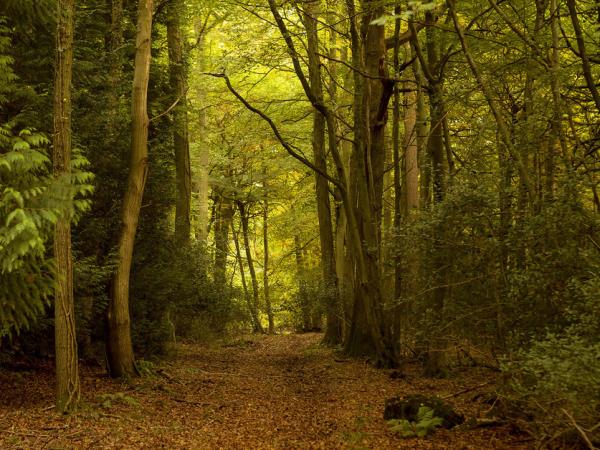 Black Mountains and Wye Valley hiking vacation