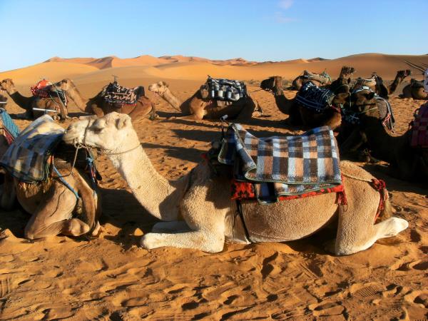 Morocco family vacation, camels & kasbahs