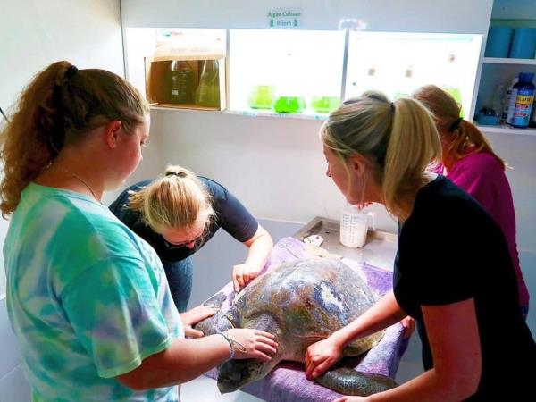 Family volunteering with turtles in the Maldives