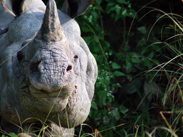 Nepal budget tiger safari in Chitwan NP