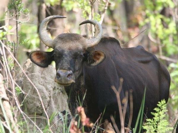 Nepal budget tiger safari in Chitwan NP