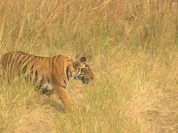 Nepal budget tiger safari in Chitwan NP