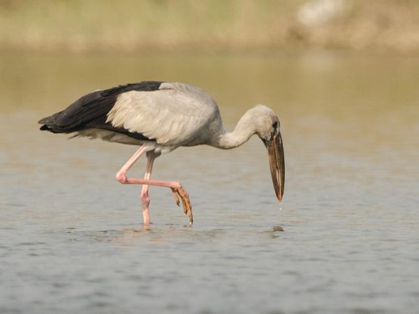 Nepal budget tiger safari in Chitwan NP